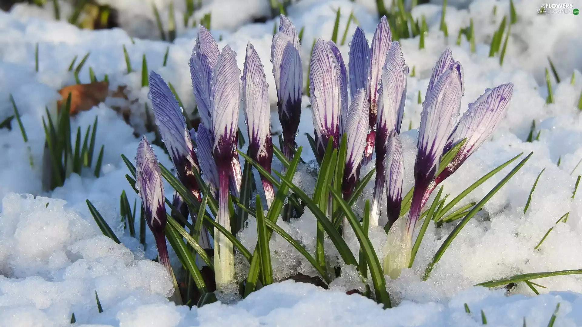 Flowers, crocuses, snow, White-Purple