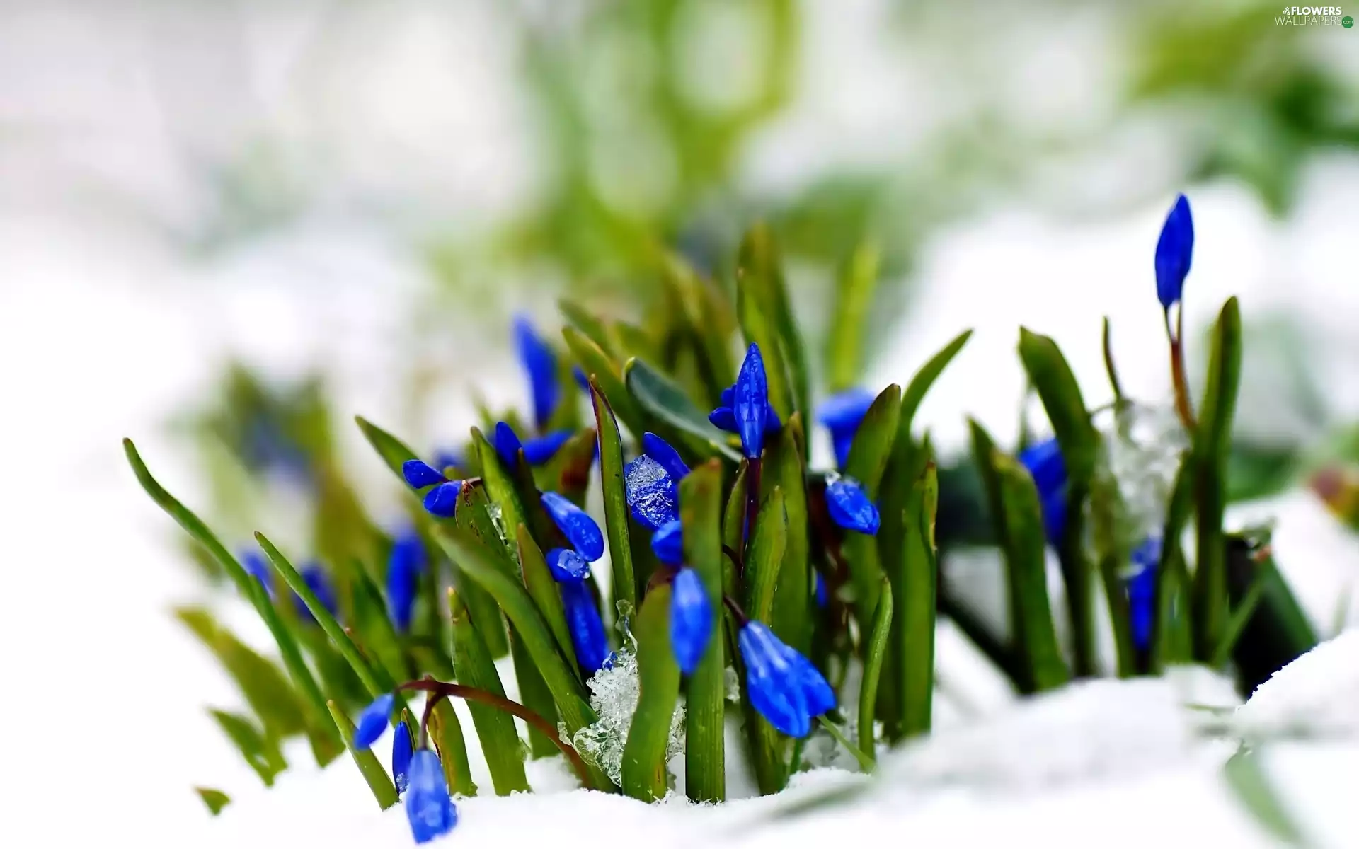 snow, squill