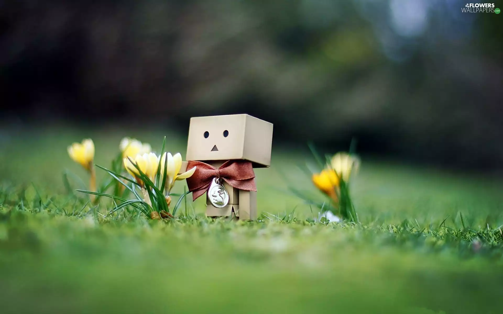 Spring, Lawn, crocuses, Danbo
