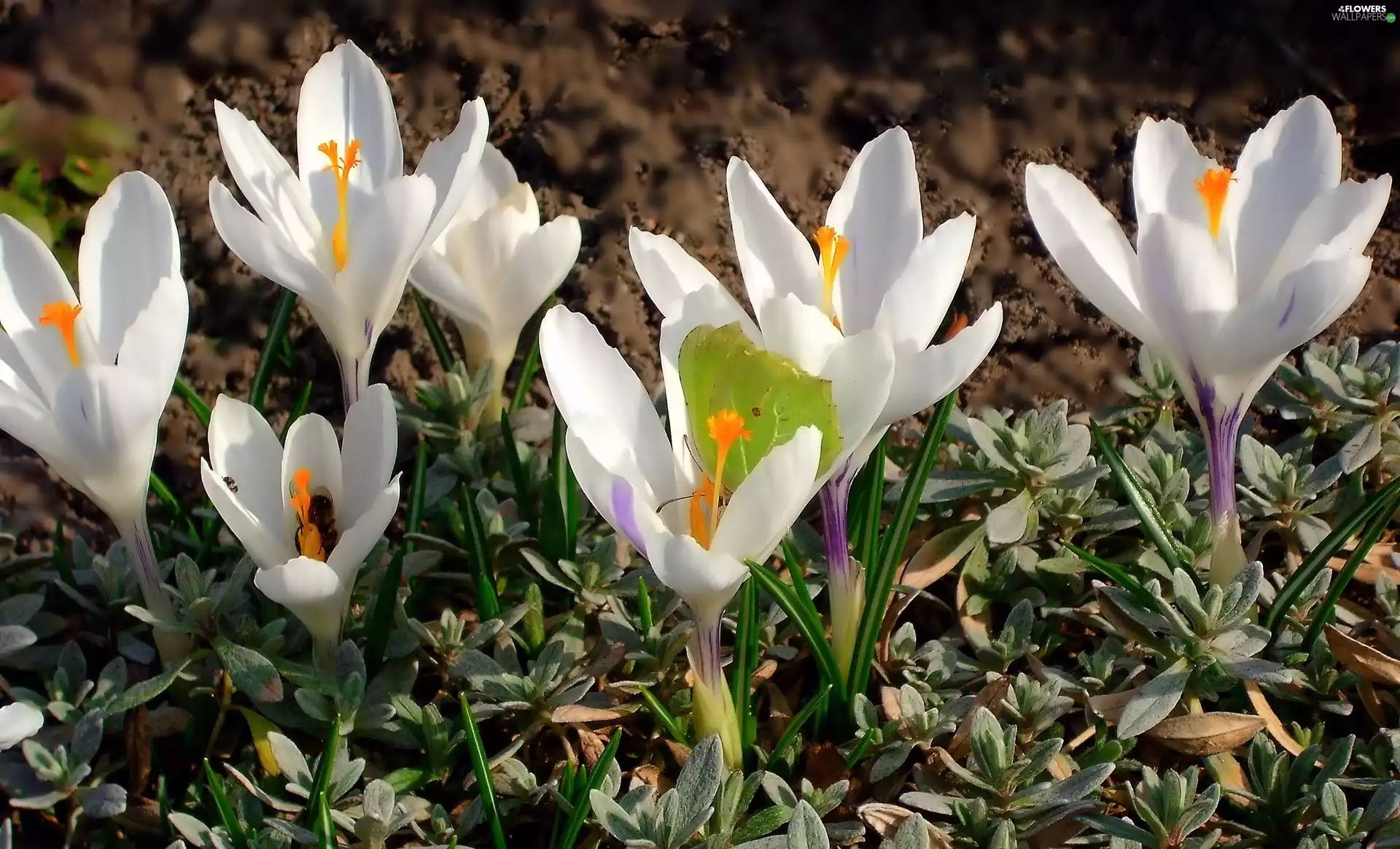 crocuses, nature, Spring