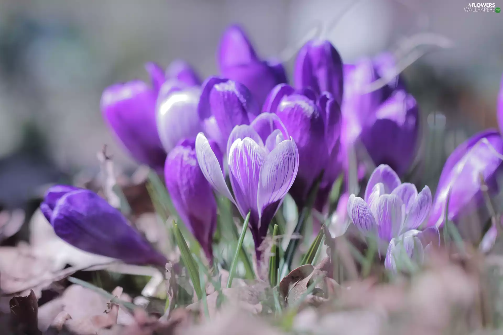 Spring Crocus, purple, crocuses