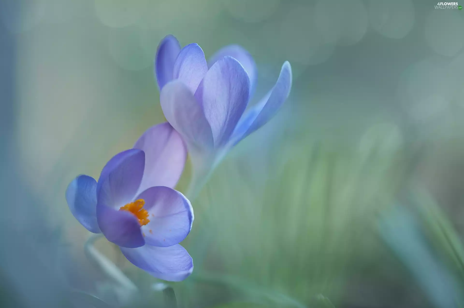 Two cars, Flowers, crocuses