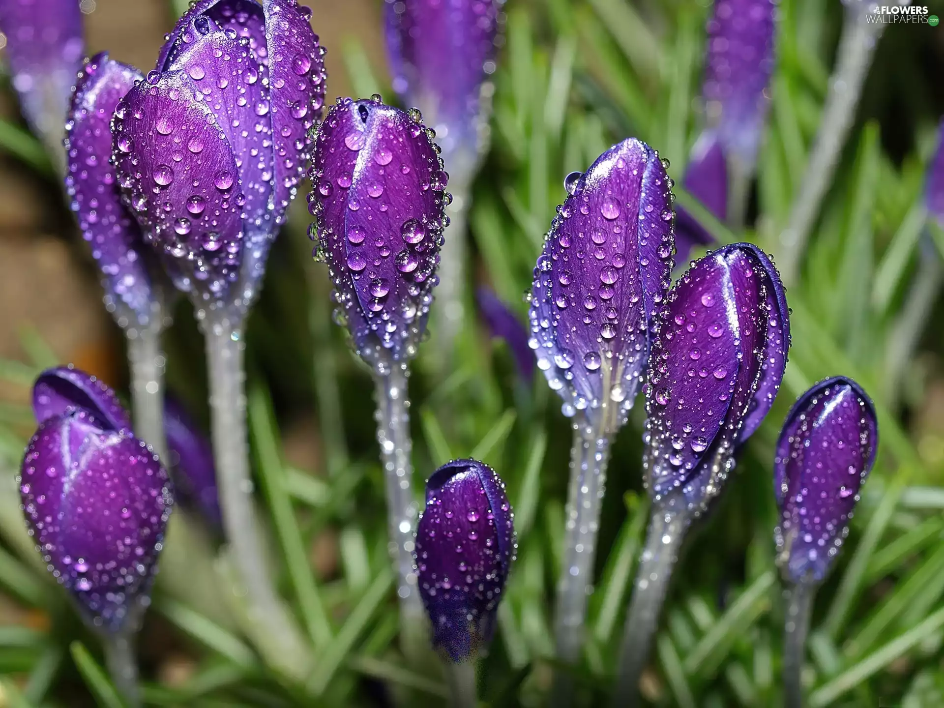 wet, crocuses