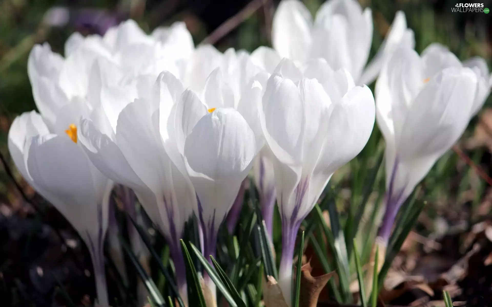 White, crocuses