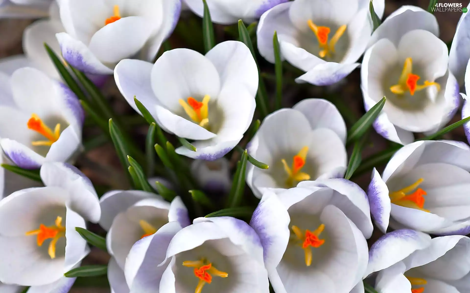 White, crocuses