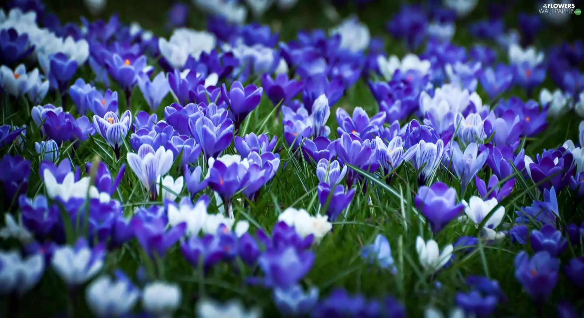 crocuses, Blue, White