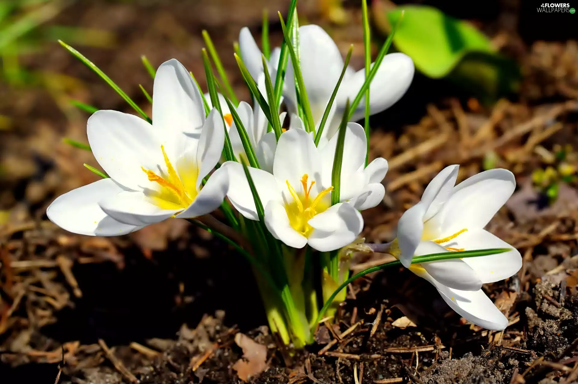 crocuses, Flowers, White