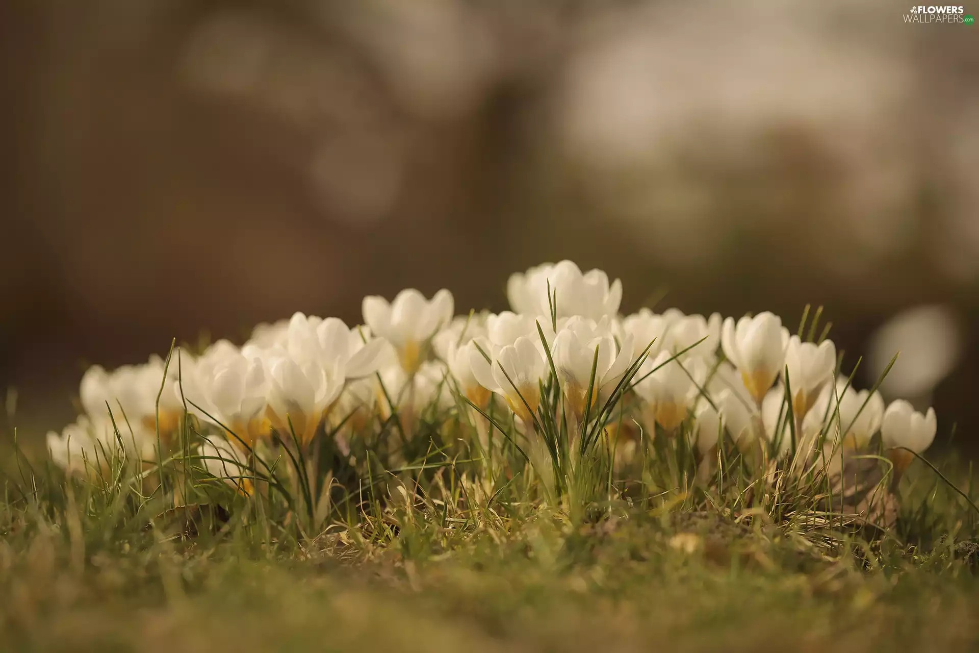 White, Flowers, rapprochement, crocuses