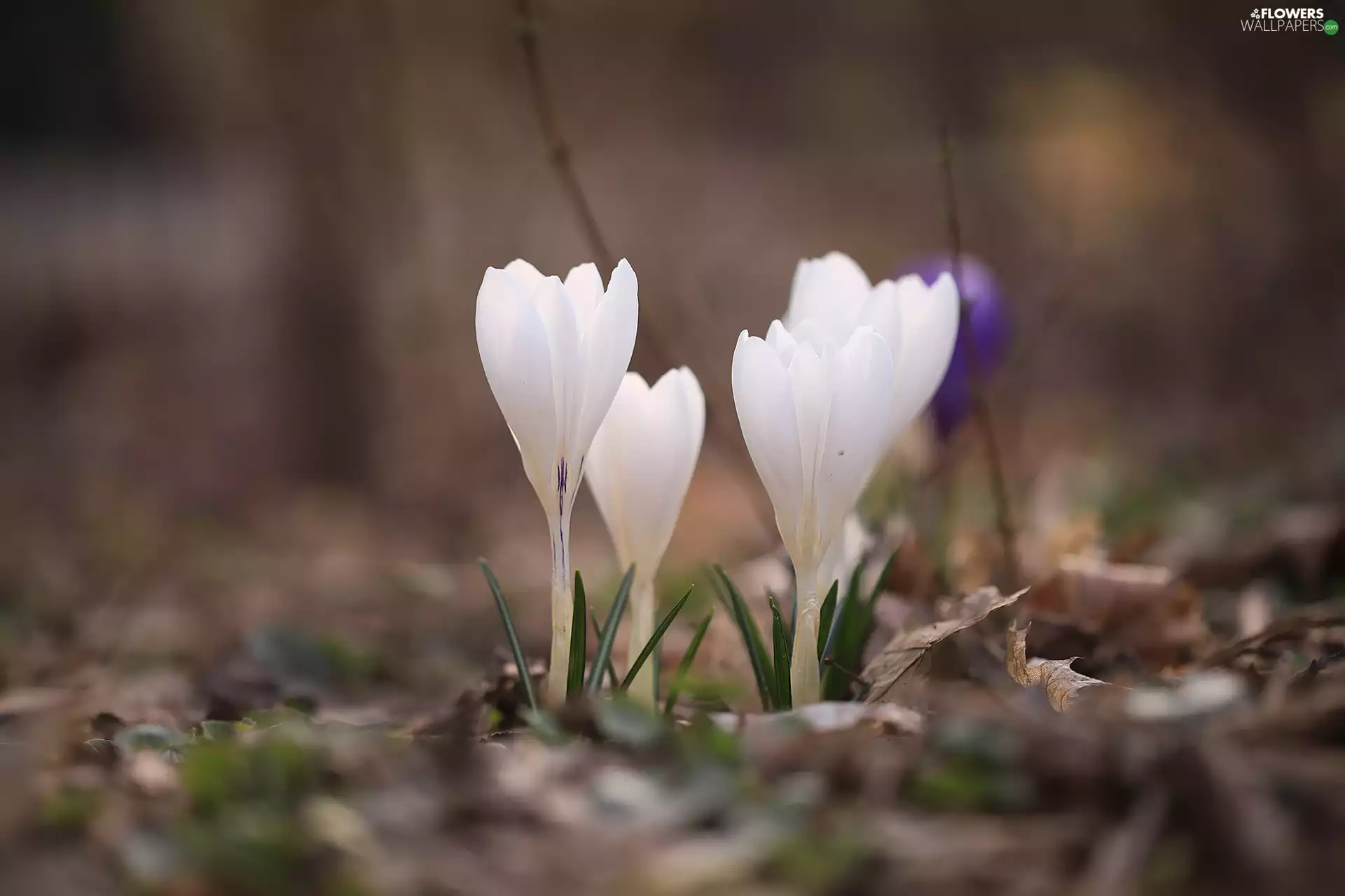 White, Flowers, Spring, crocuses