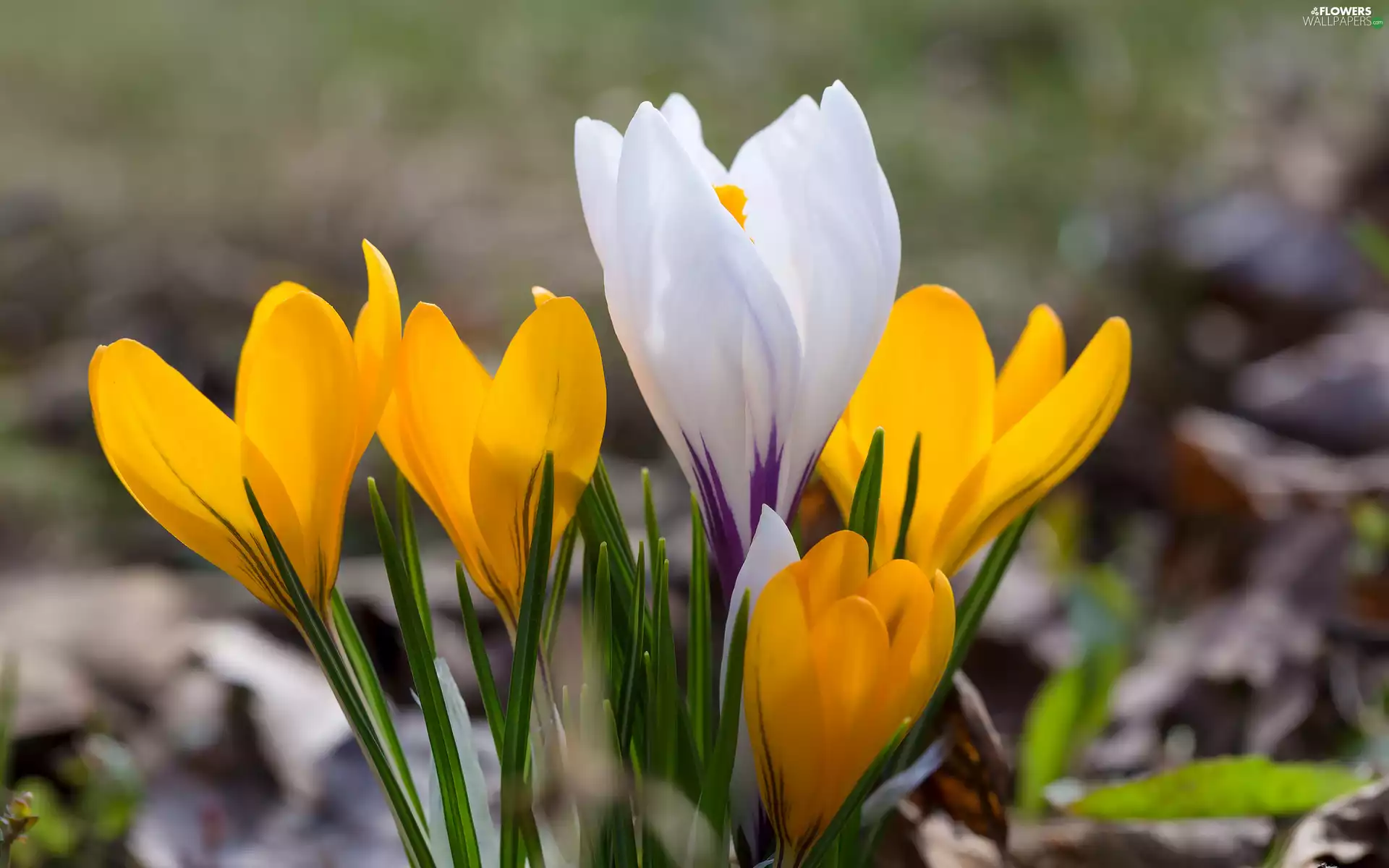crocuses, Yellow, White
