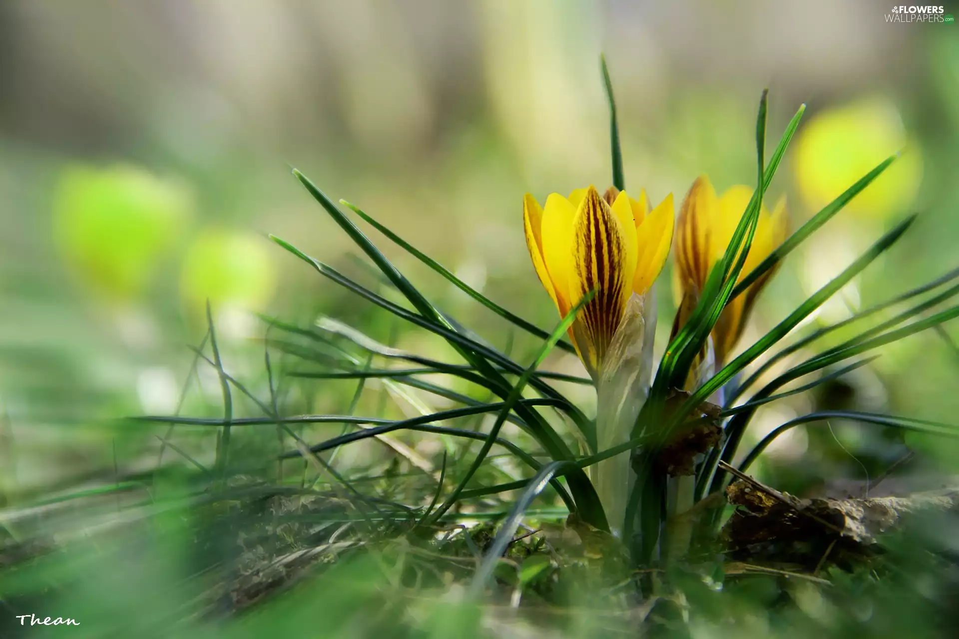 Yellow, crocuses