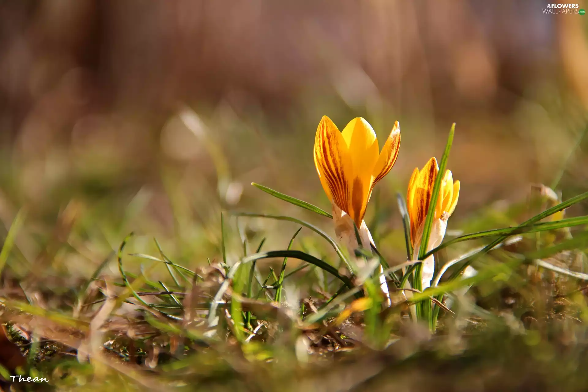 Yellow, crocuses