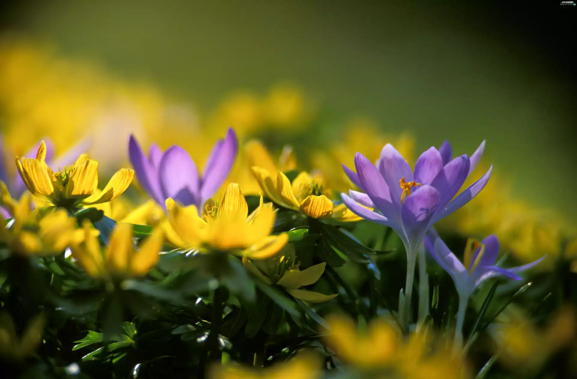 purple, crocuses, Yellow, Flowers, Close