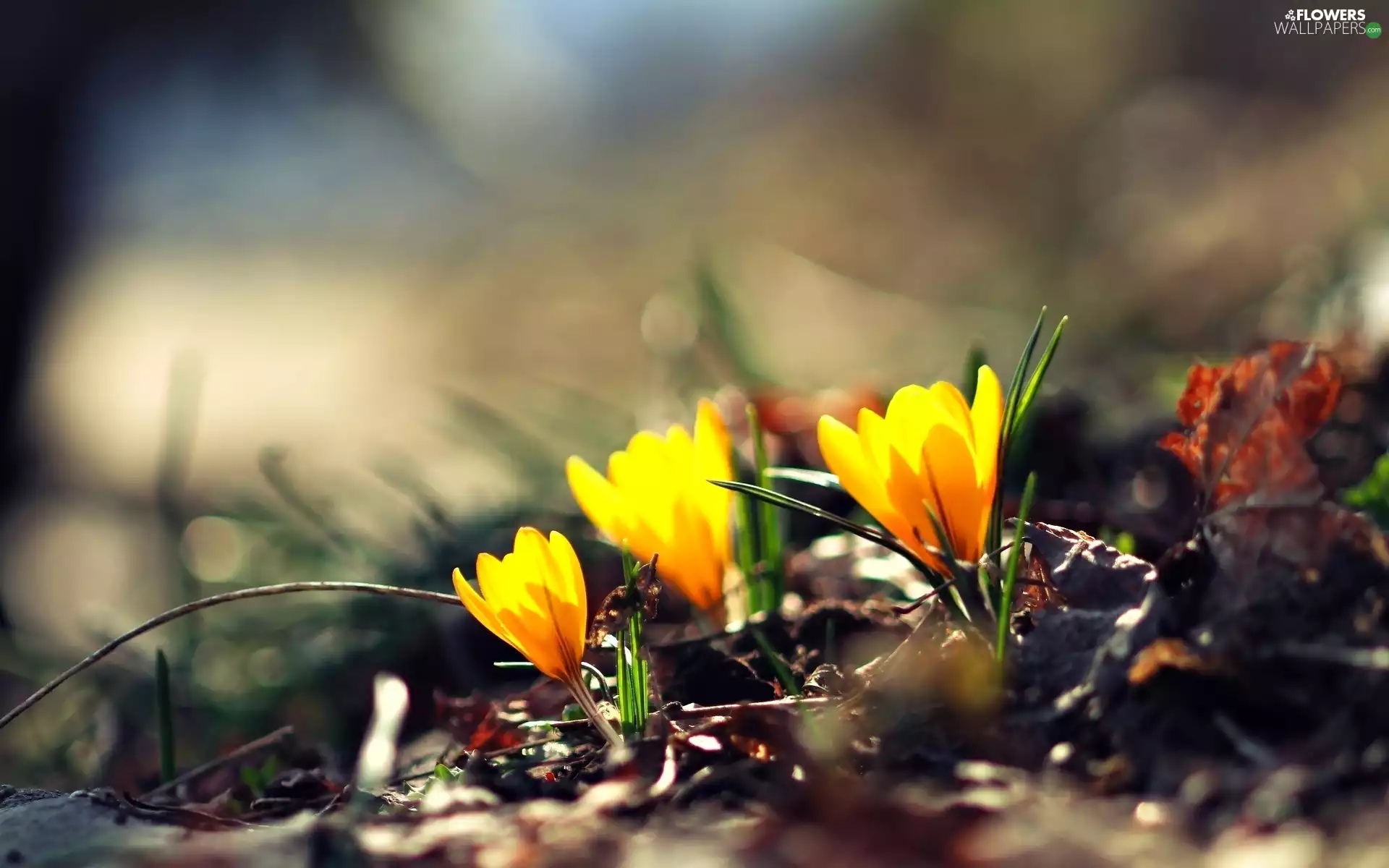 crocuses, Close, Yellow