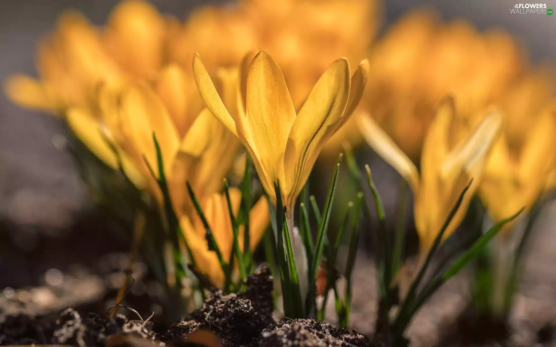 crocuses, developed, Yellow