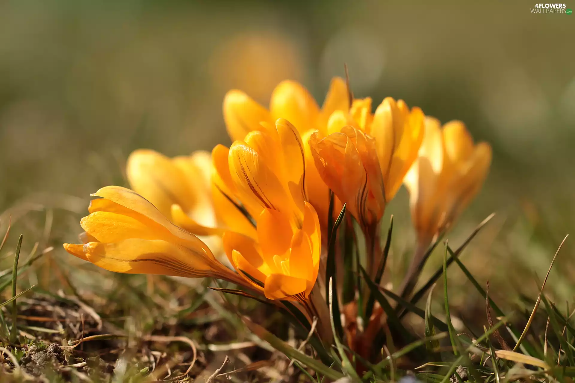 Yellow, cluster, Flowers, crocuses