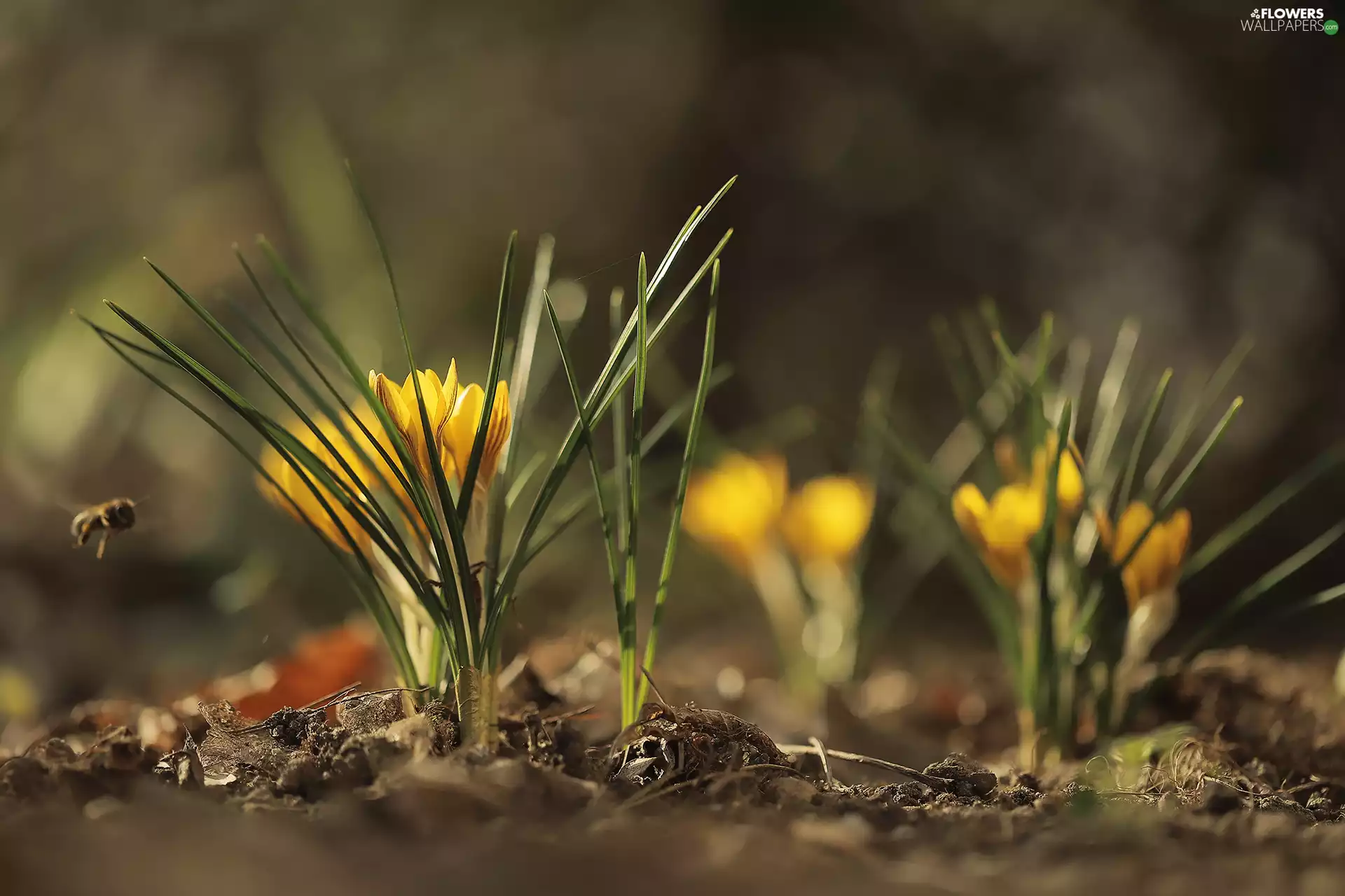 Yellow, Tufts, Flowers, crocuses