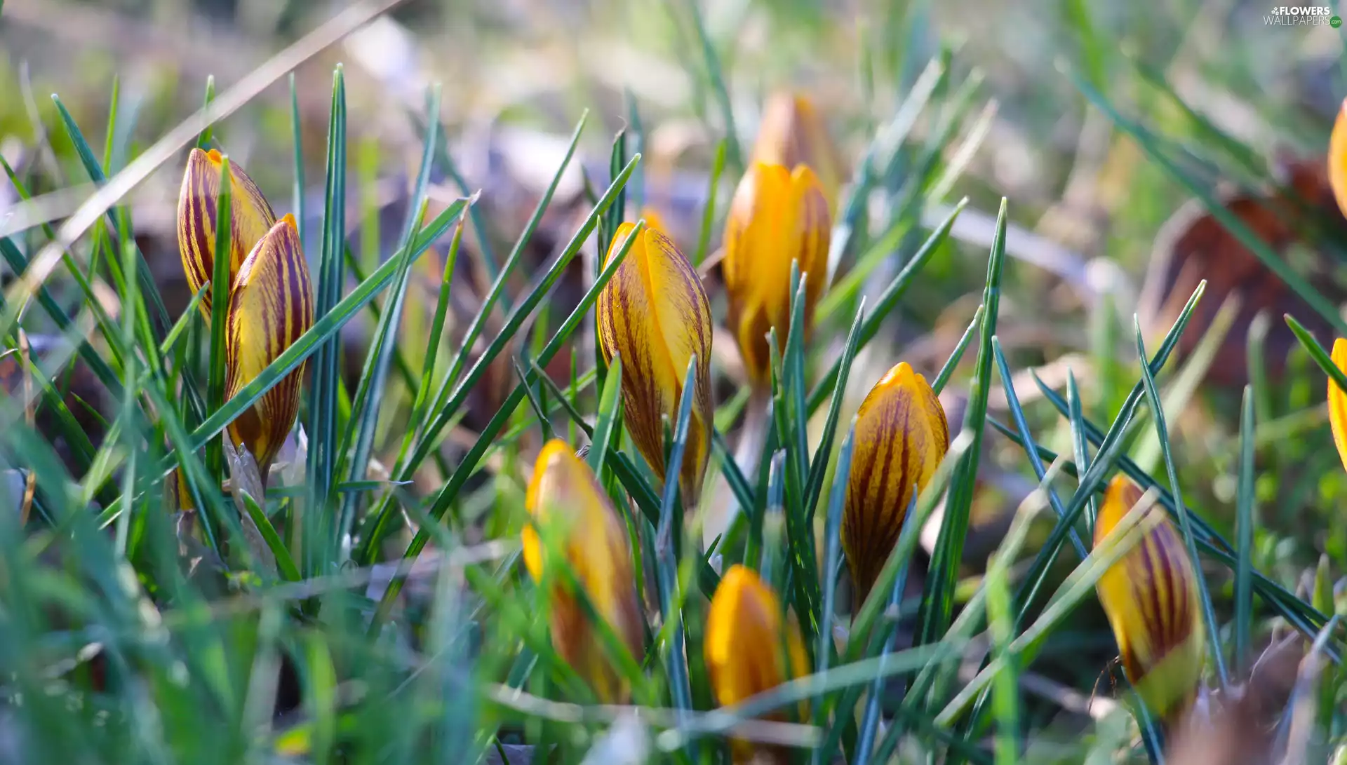 Yellow, Buds, grass, crocuses