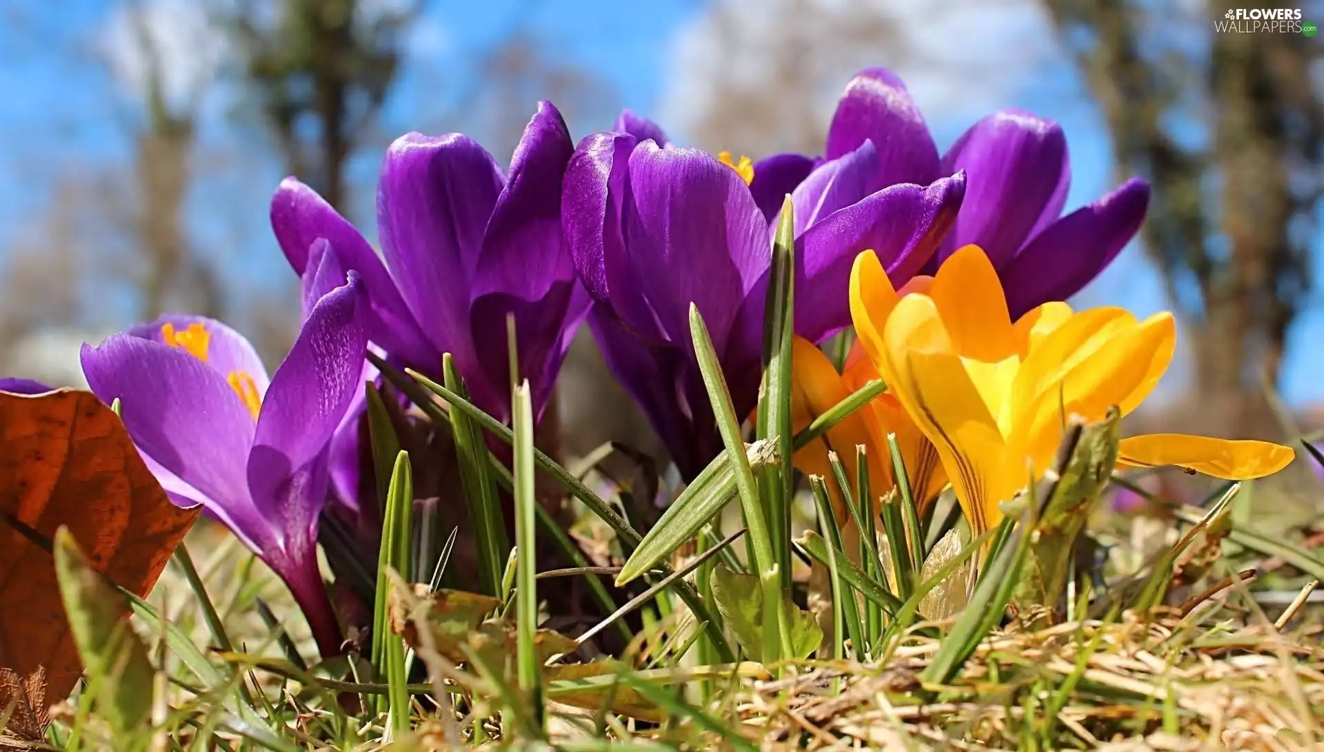 crocuses, purple, Yellow