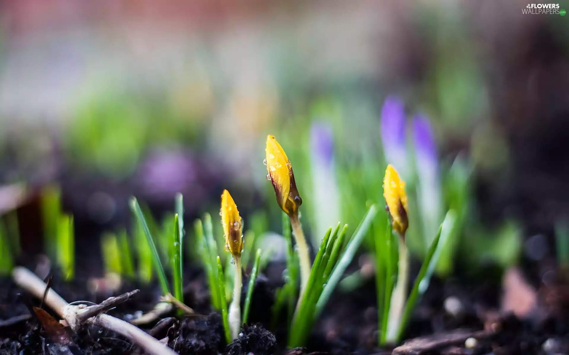 Yellow, drops, rapprochement, crocuses