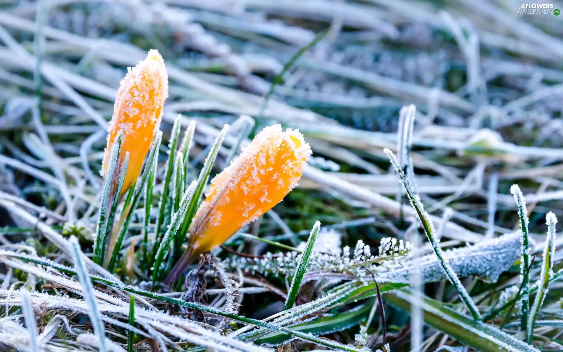 White frost, Spring, crocuses, grass, Yellow