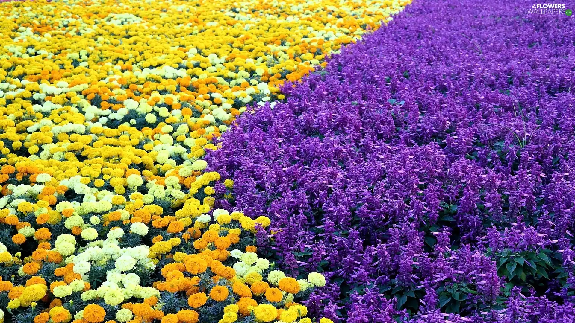 Field, Sage, cultivation, Tagetes