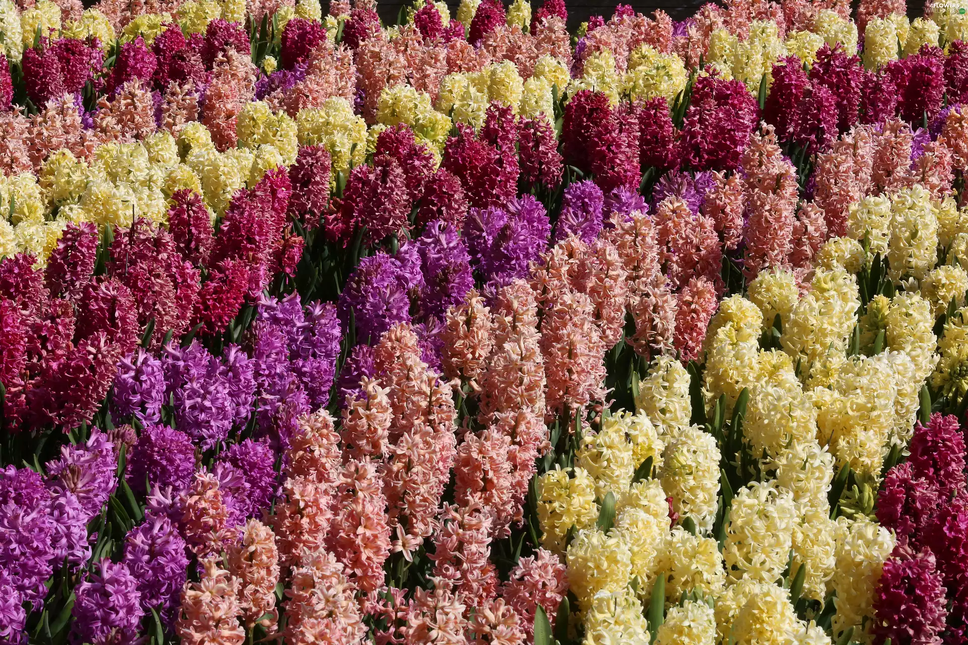 Field, cultivation, Hyacinths, color, Flowers