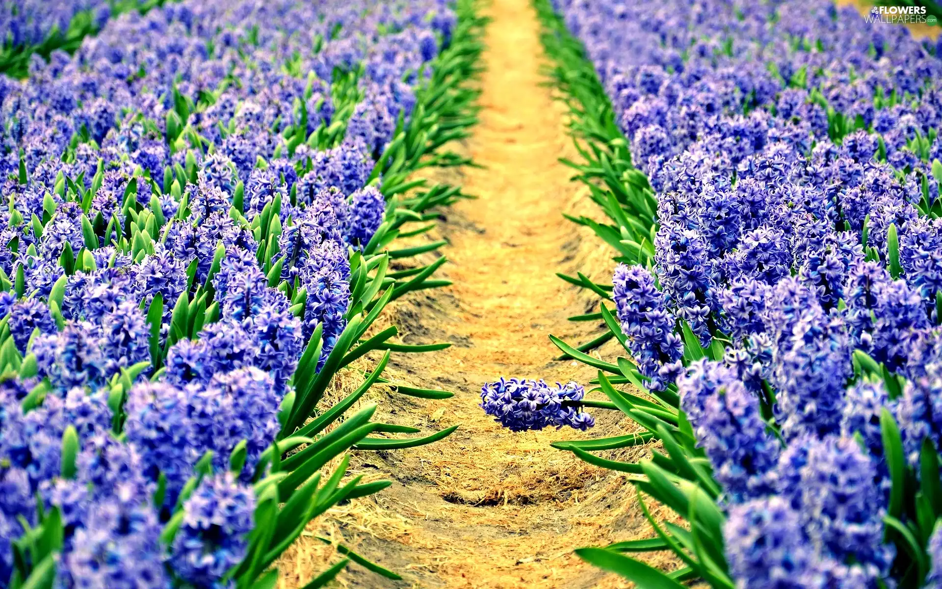 Hyacinths, cultivation