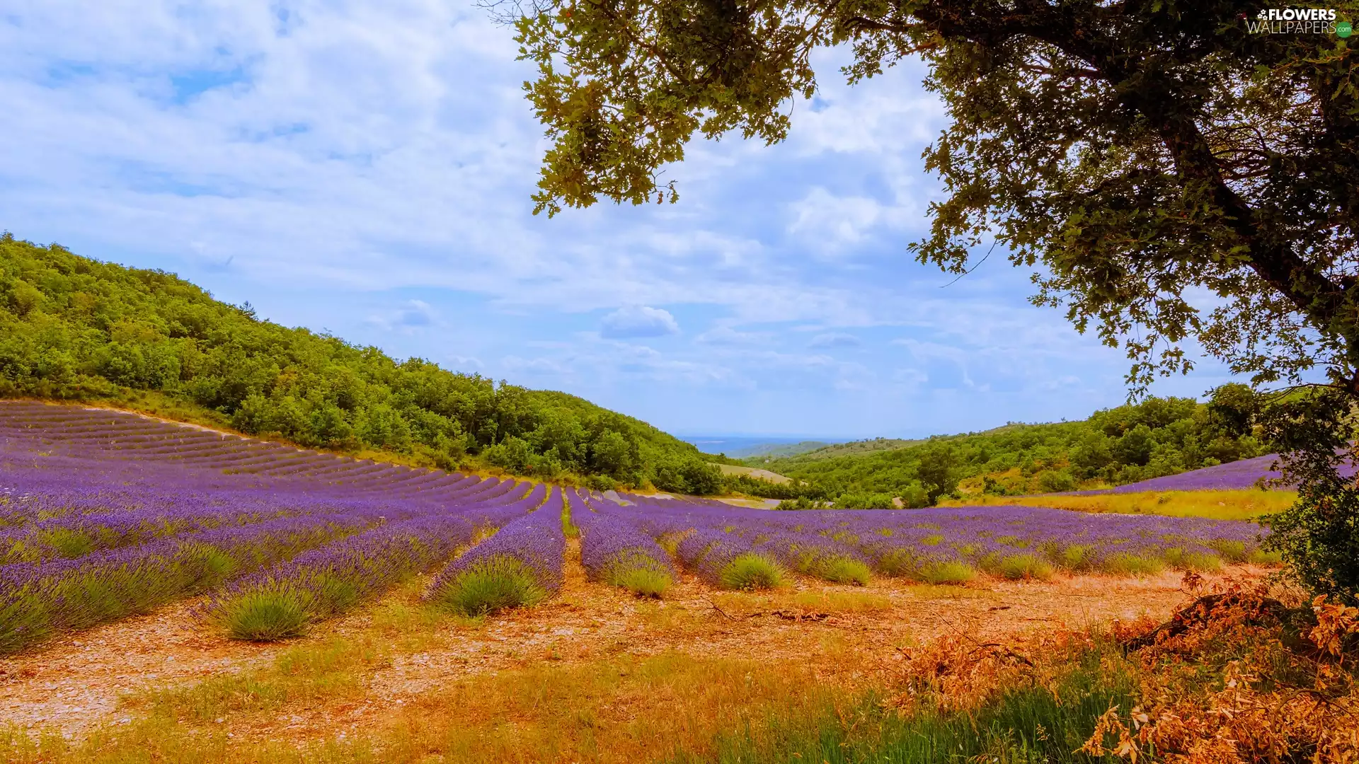 landscape, lavender, trees, cultivation
