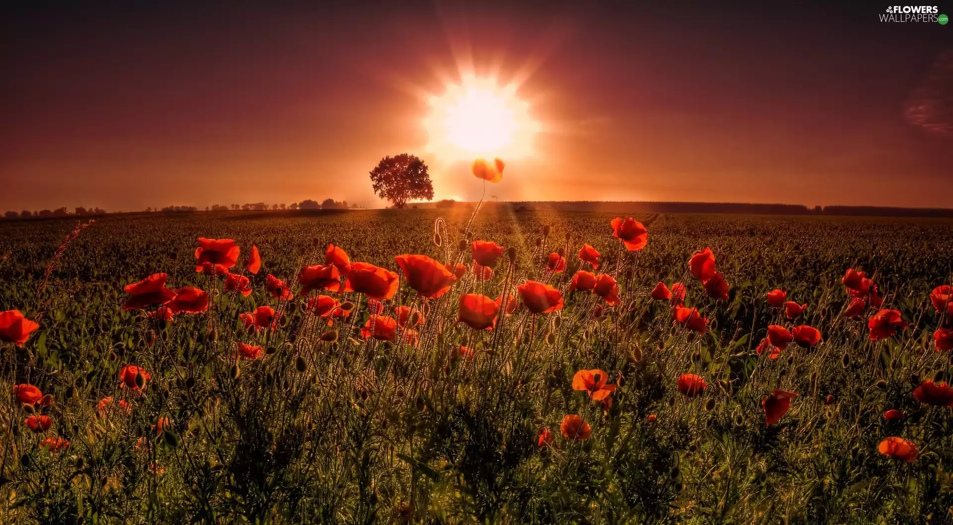 rays, cultivation, papavers, Sunrise, Red