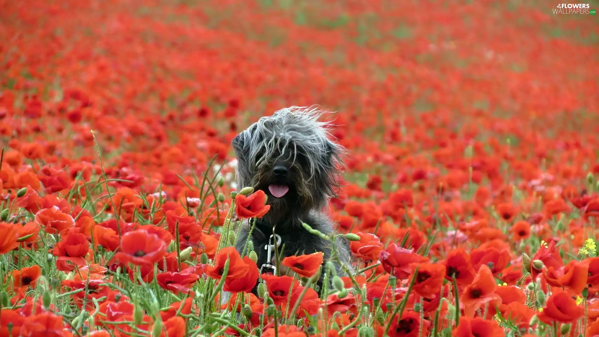 papavers, doggy, Schnauzer, cultivation