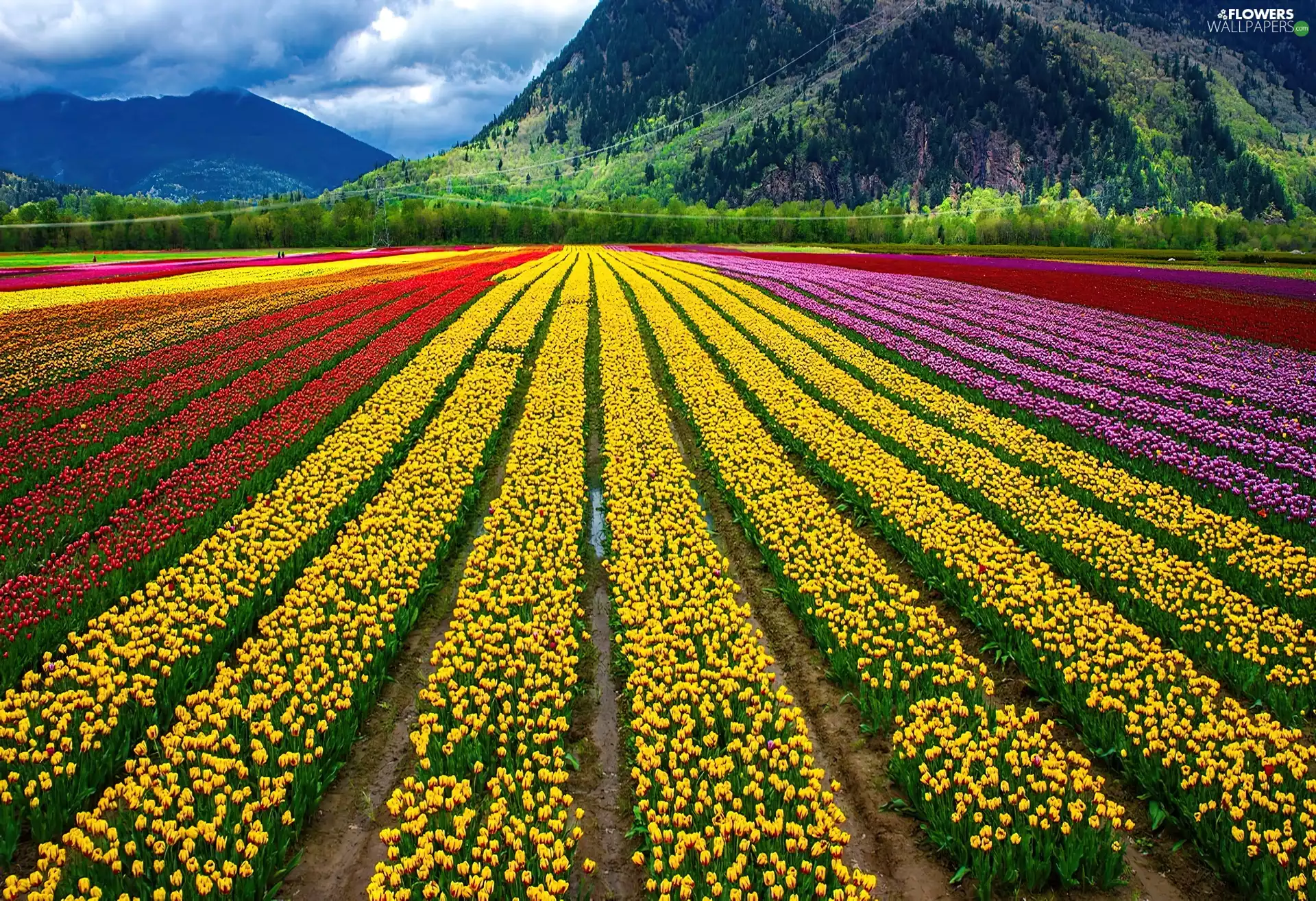 cultivation, color, Tulips