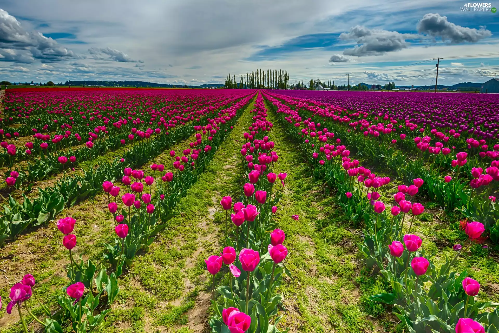 cultivation, Pink, Tulips