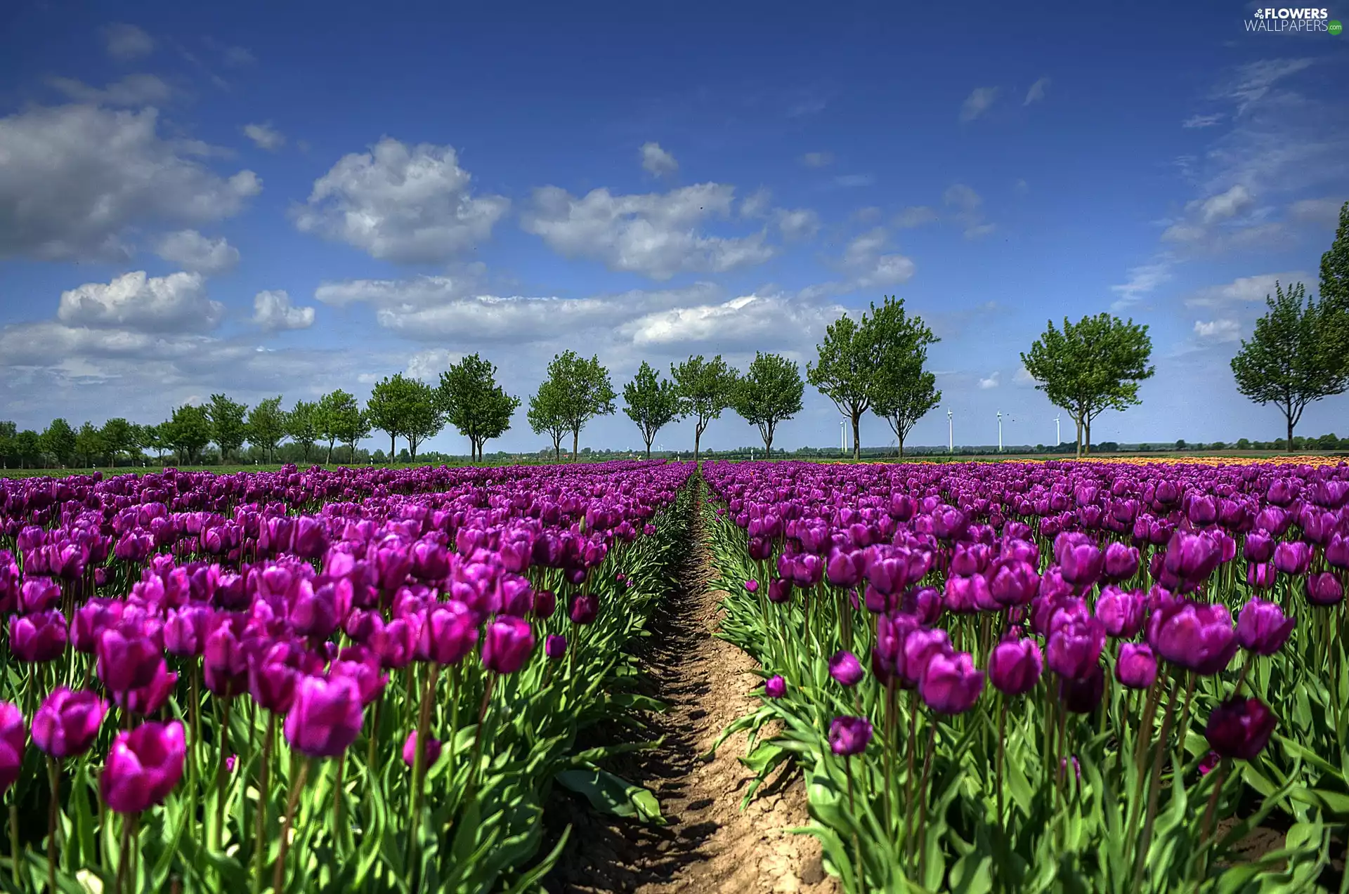 cultivation, Purple, Tulips