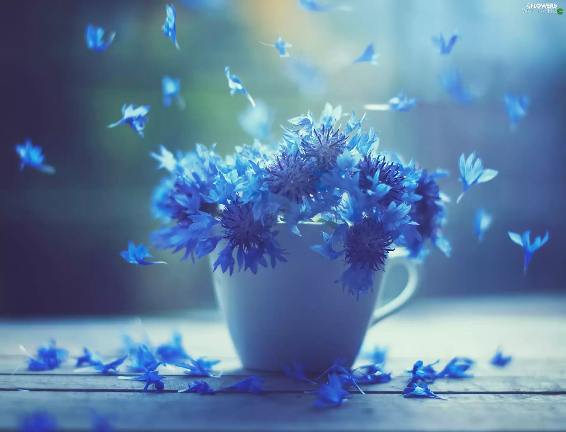 cornflowers, cup