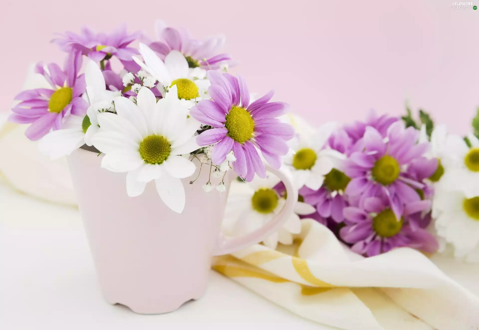 Chrysanthemums, Cup, Pink, Flowers, White