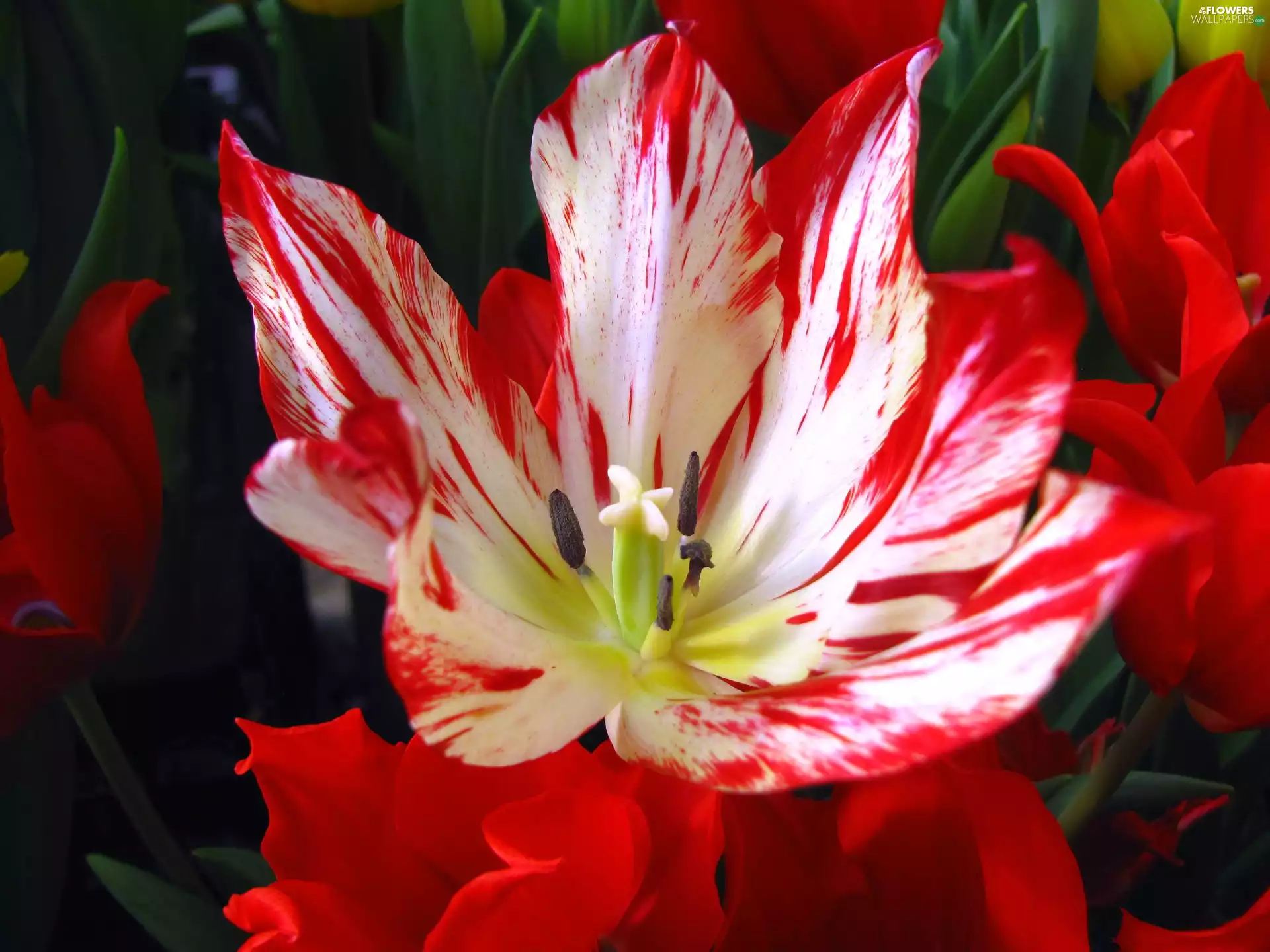 red, tulip, cup, White
