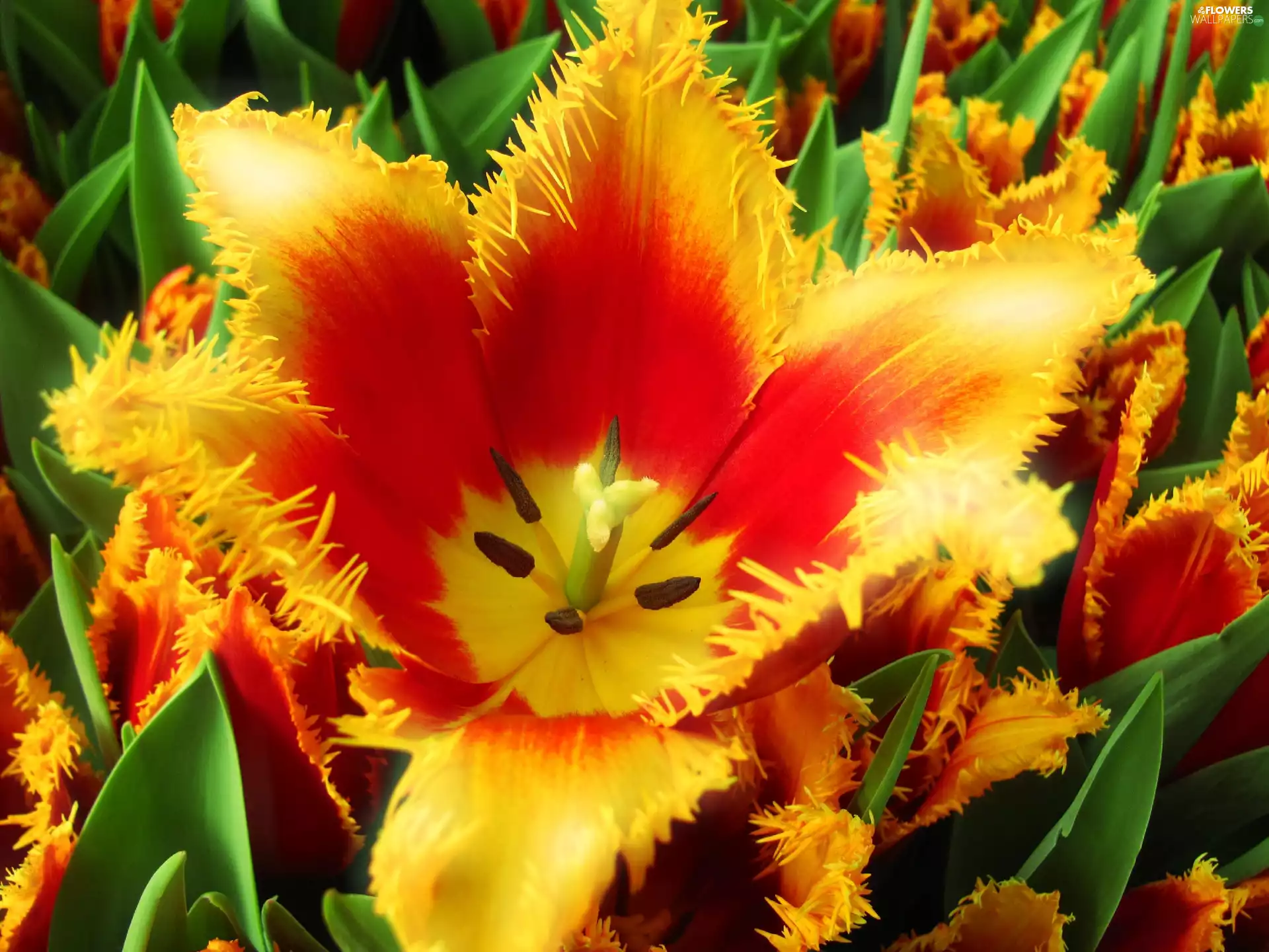 red, tulip, cup, Yellow