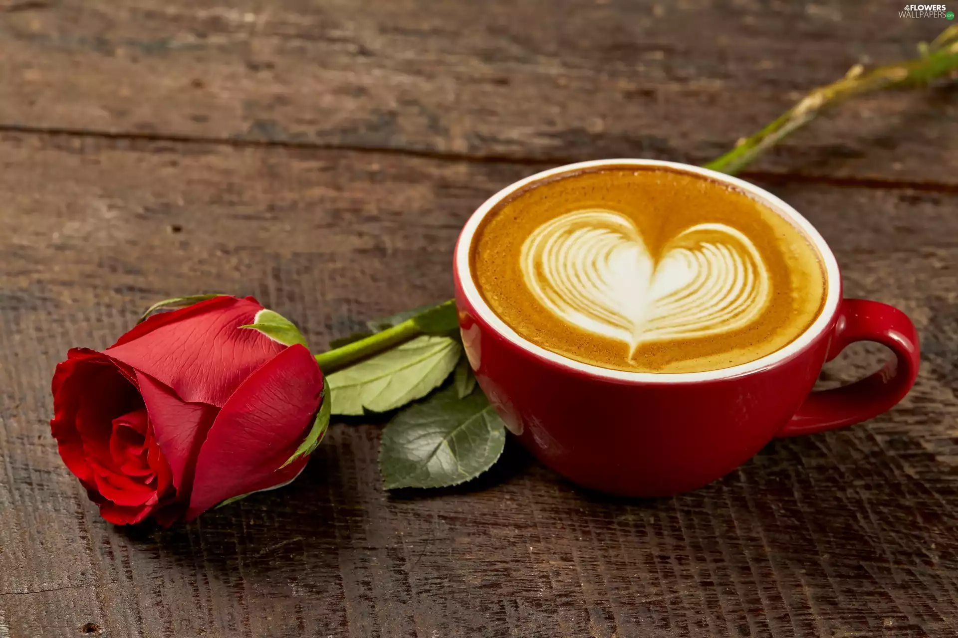 coffee, cup, rose, red hot