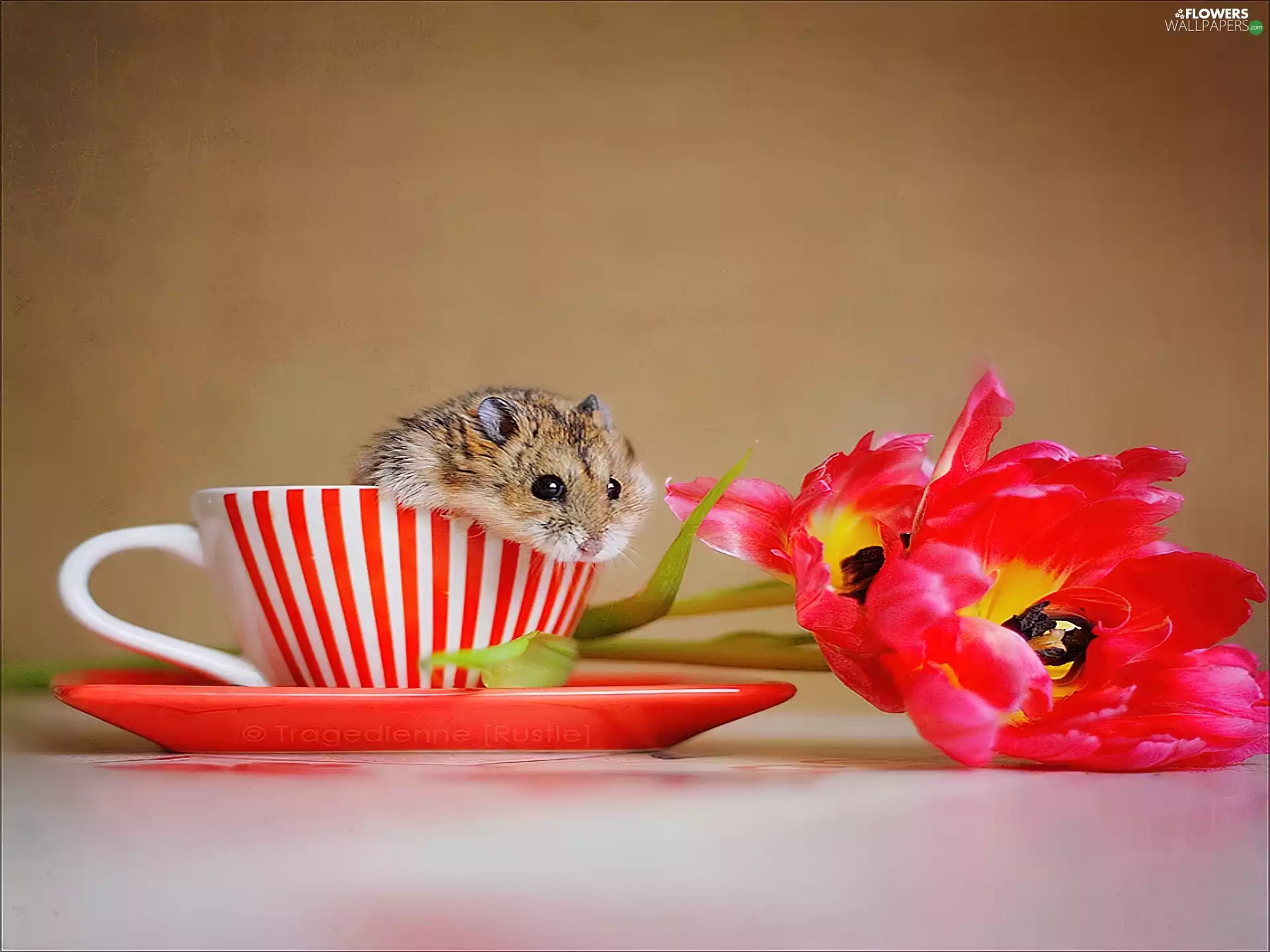 cup, hamster, Tulips