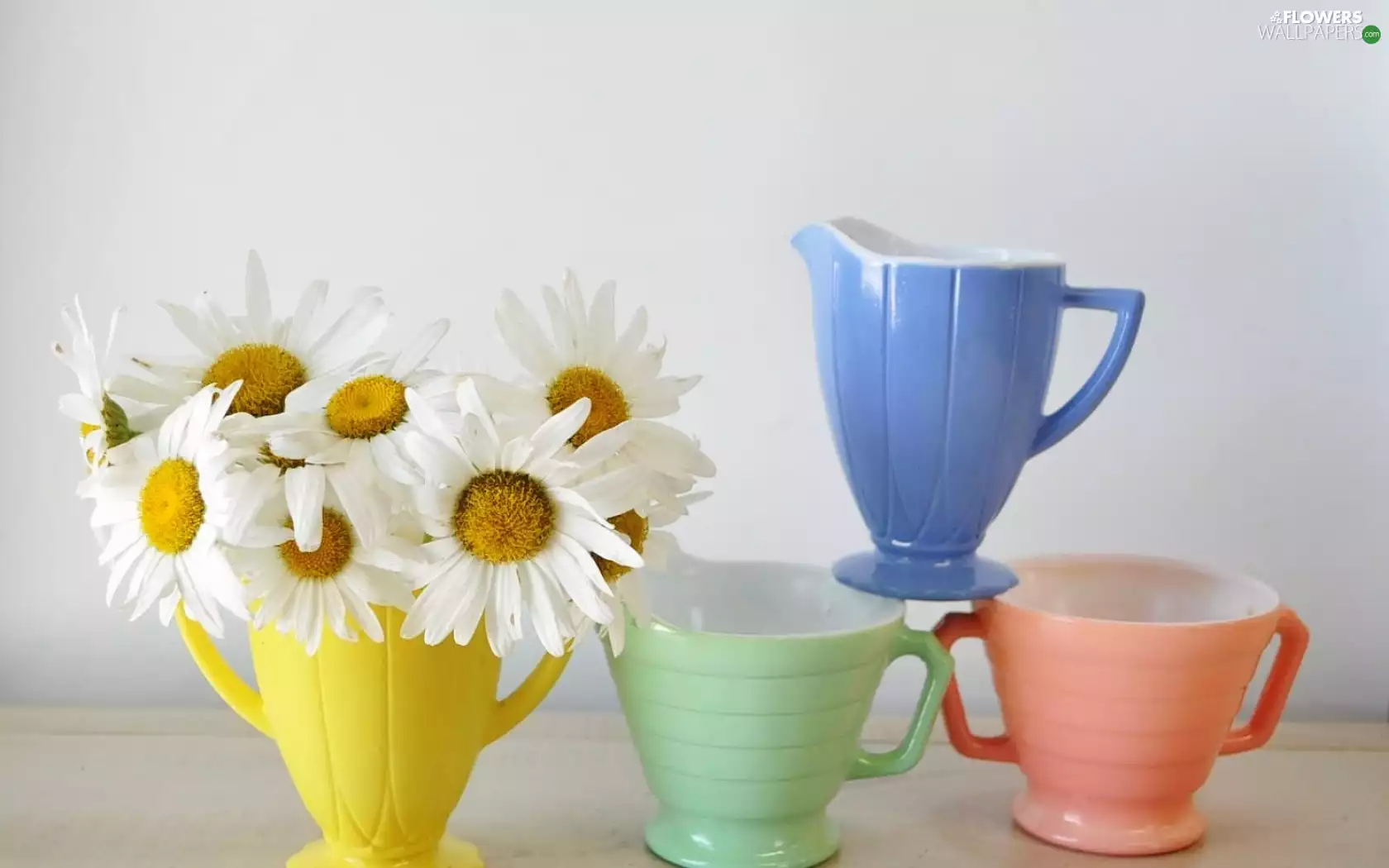 White, color, cups, daisy