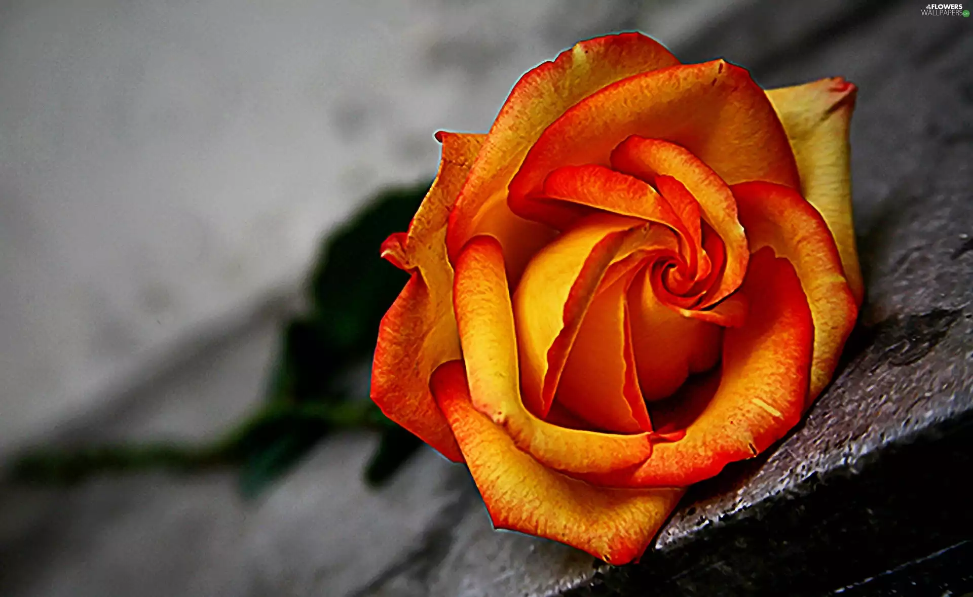 Orange, cut, Colourfull Flowers, rose