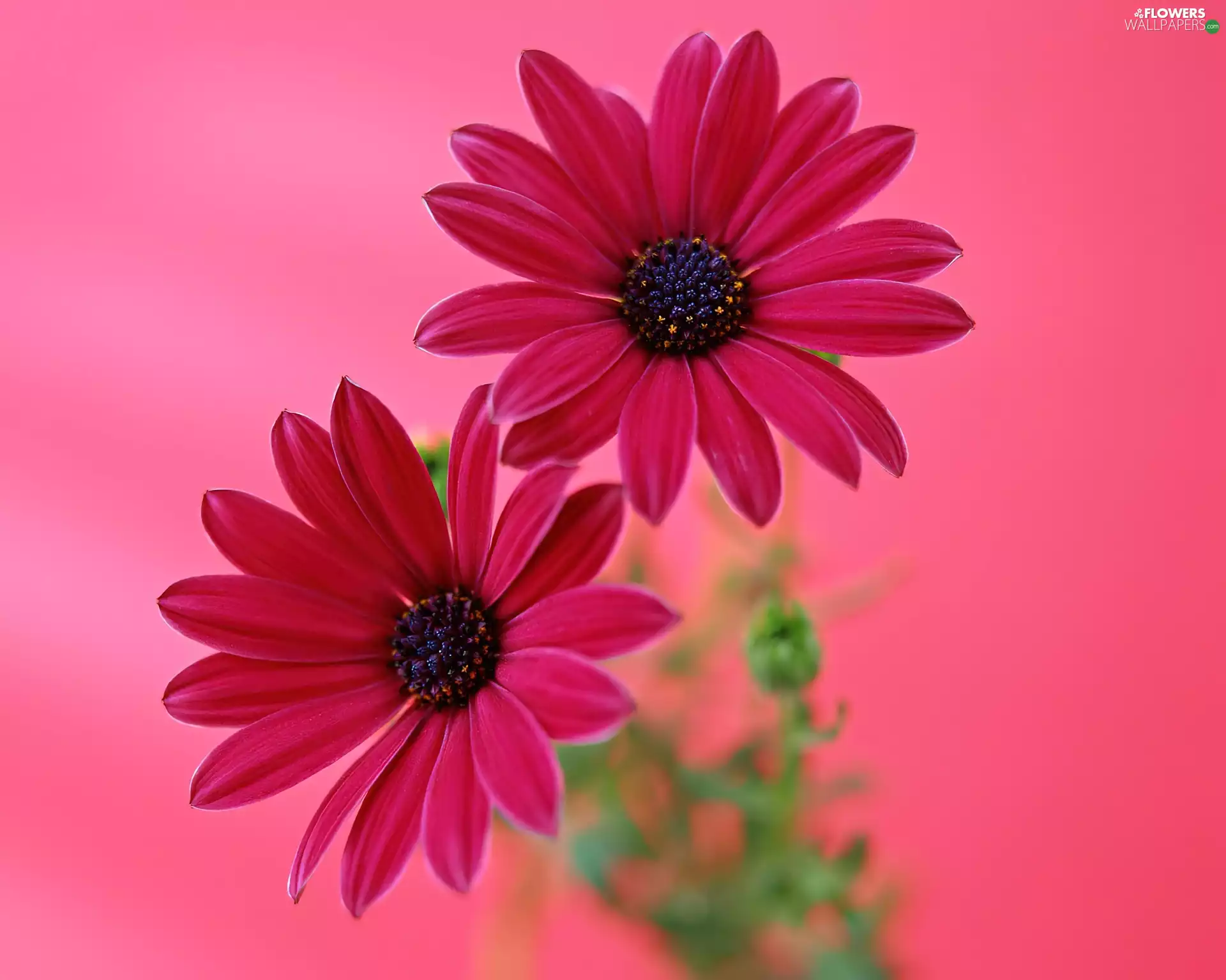 Cute, gerberas