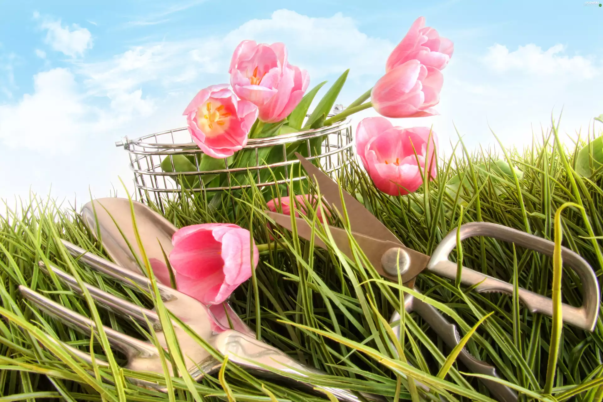 grass, basket, cutlery, Tulips