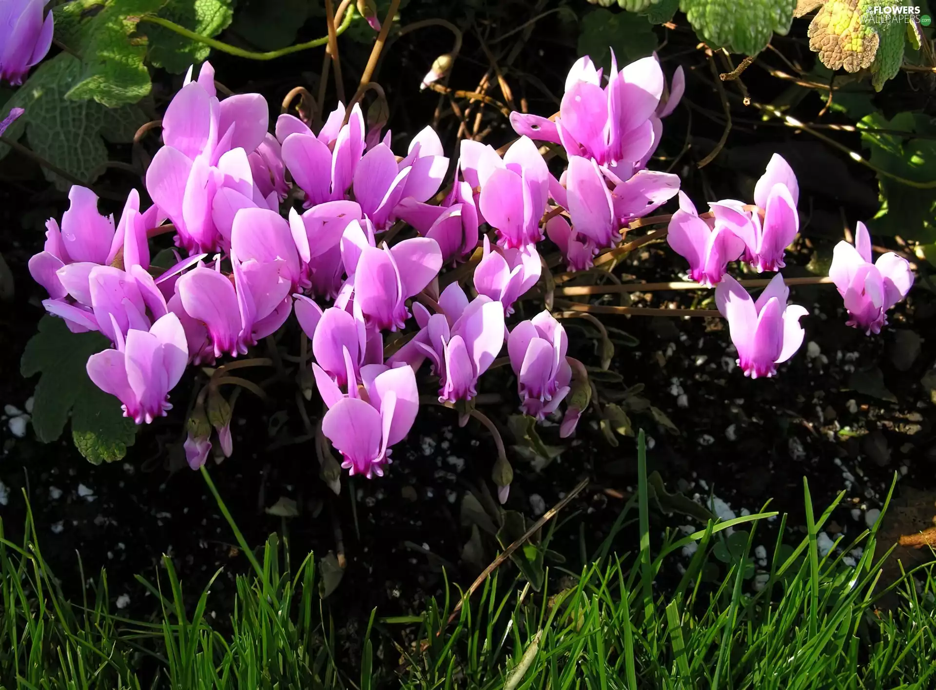 Cyclamen, Green, grass