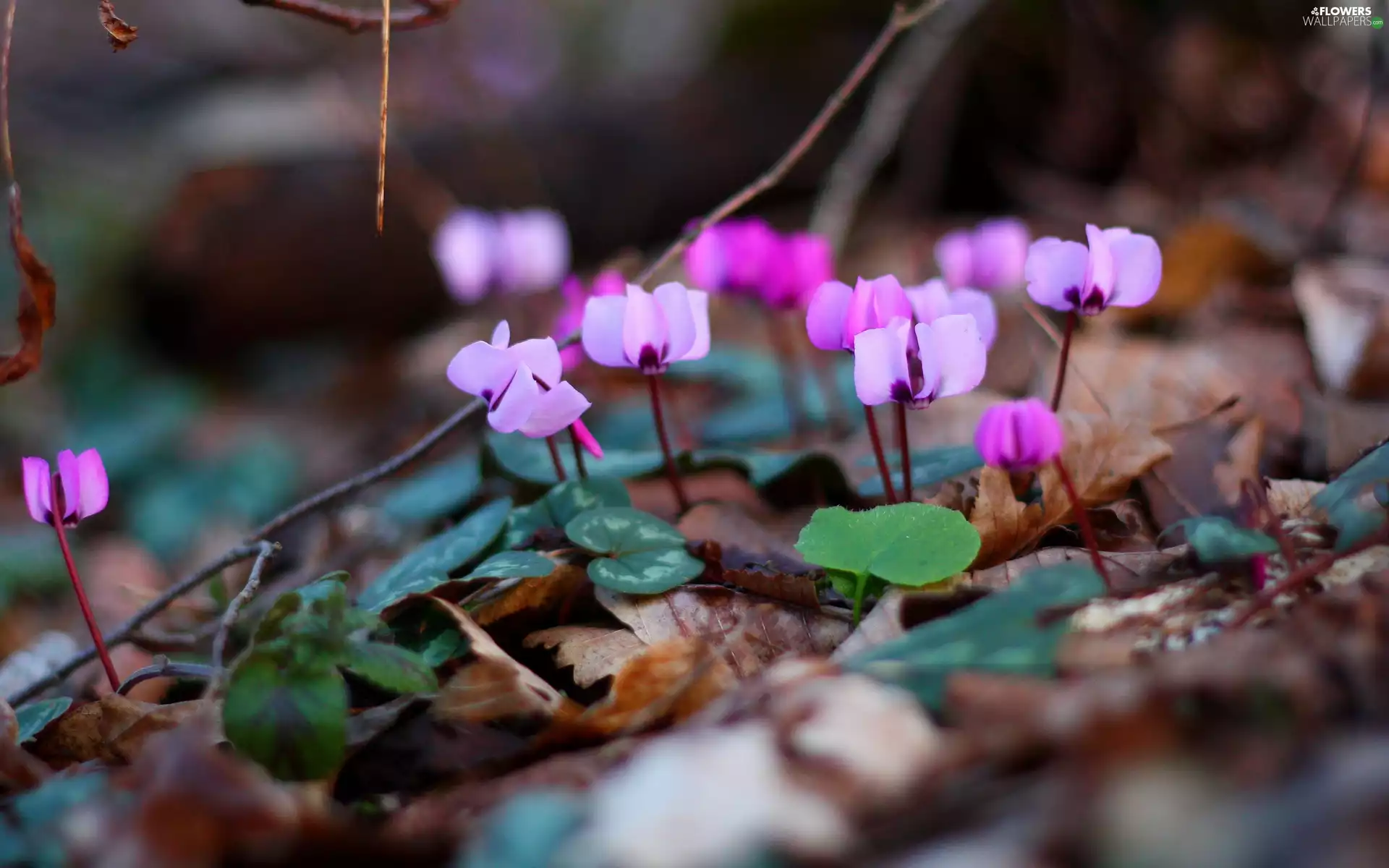 Cyclamen