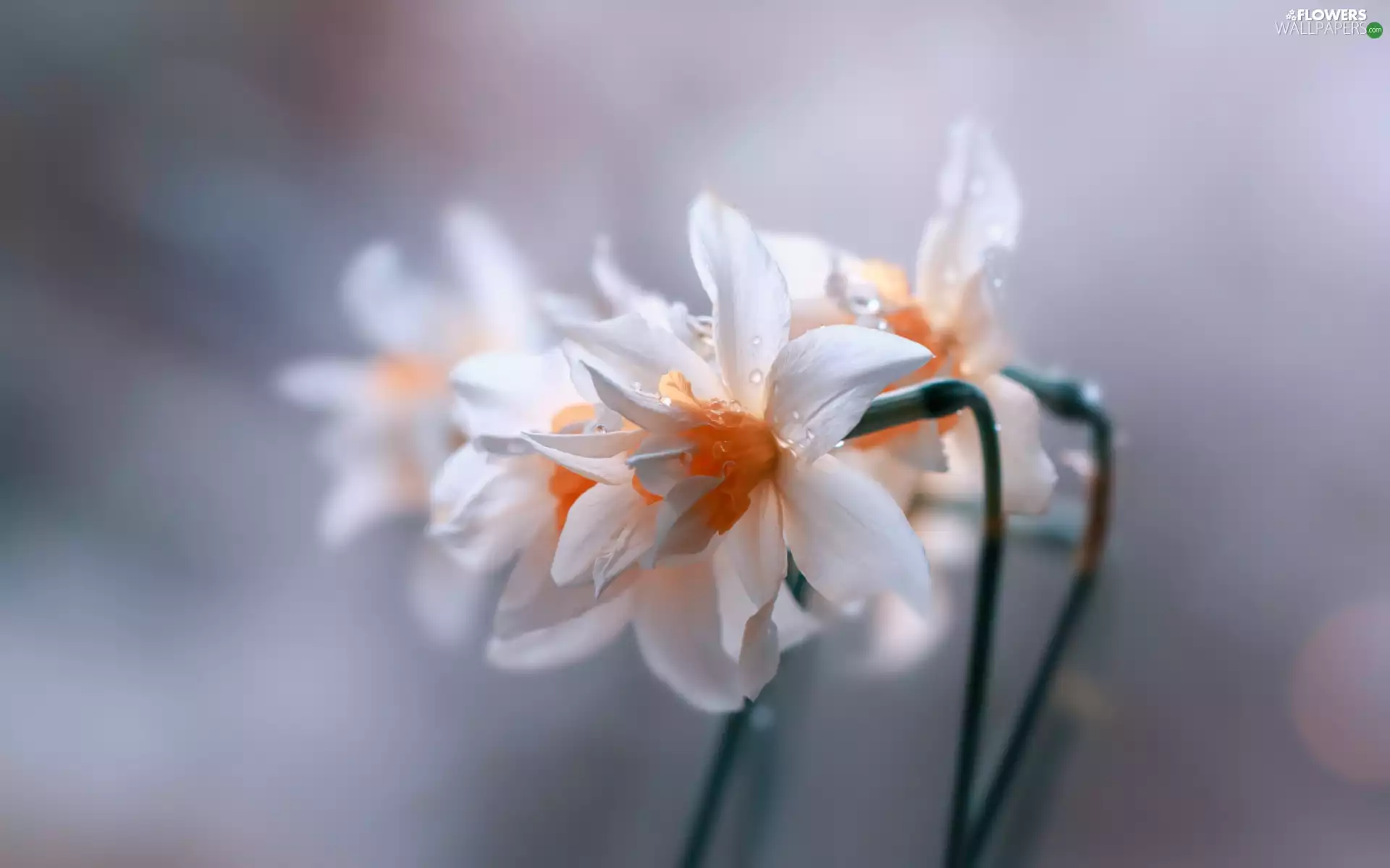 Daffadowndilly, Flowers, Spring