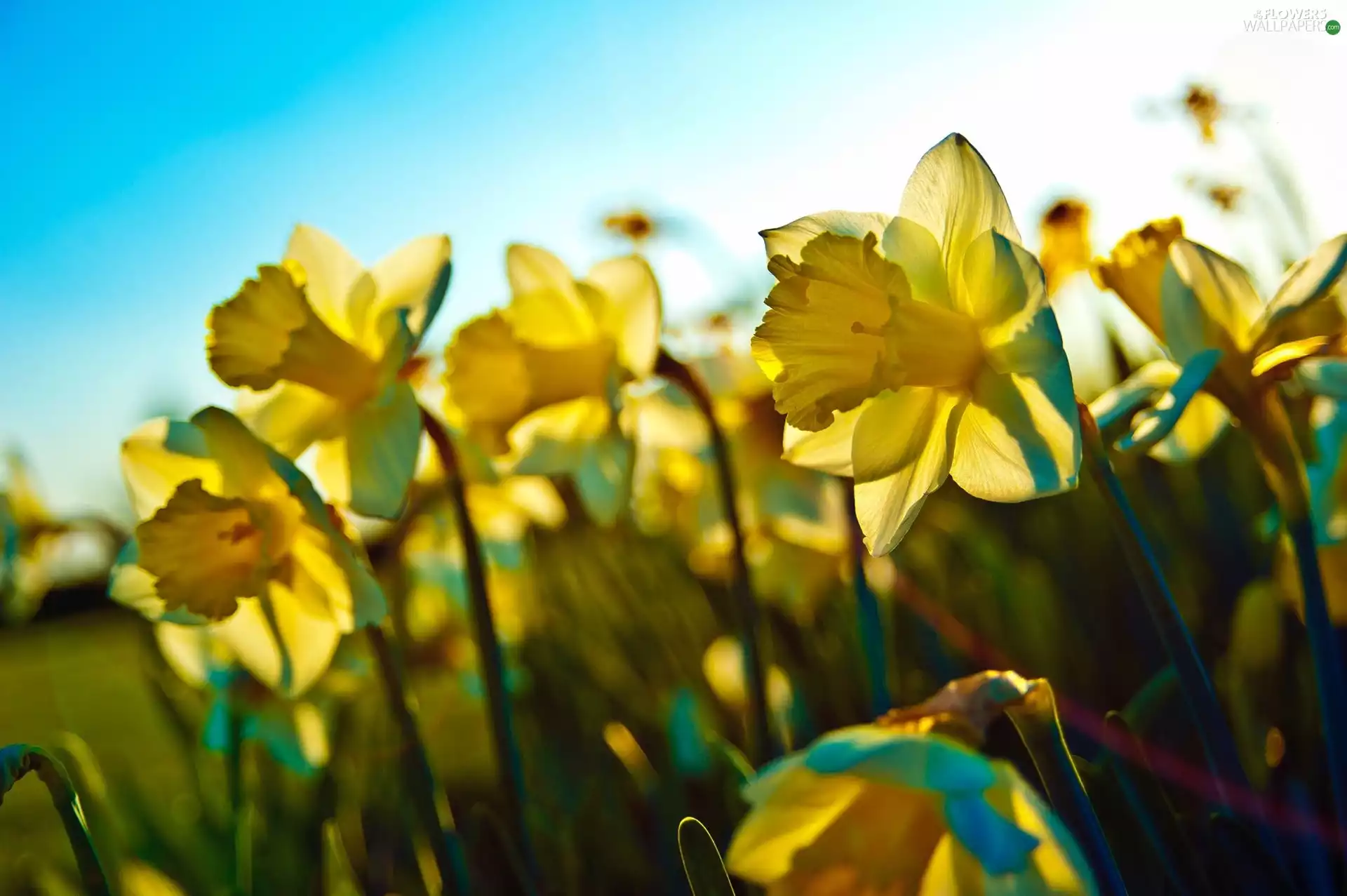 Daffodils