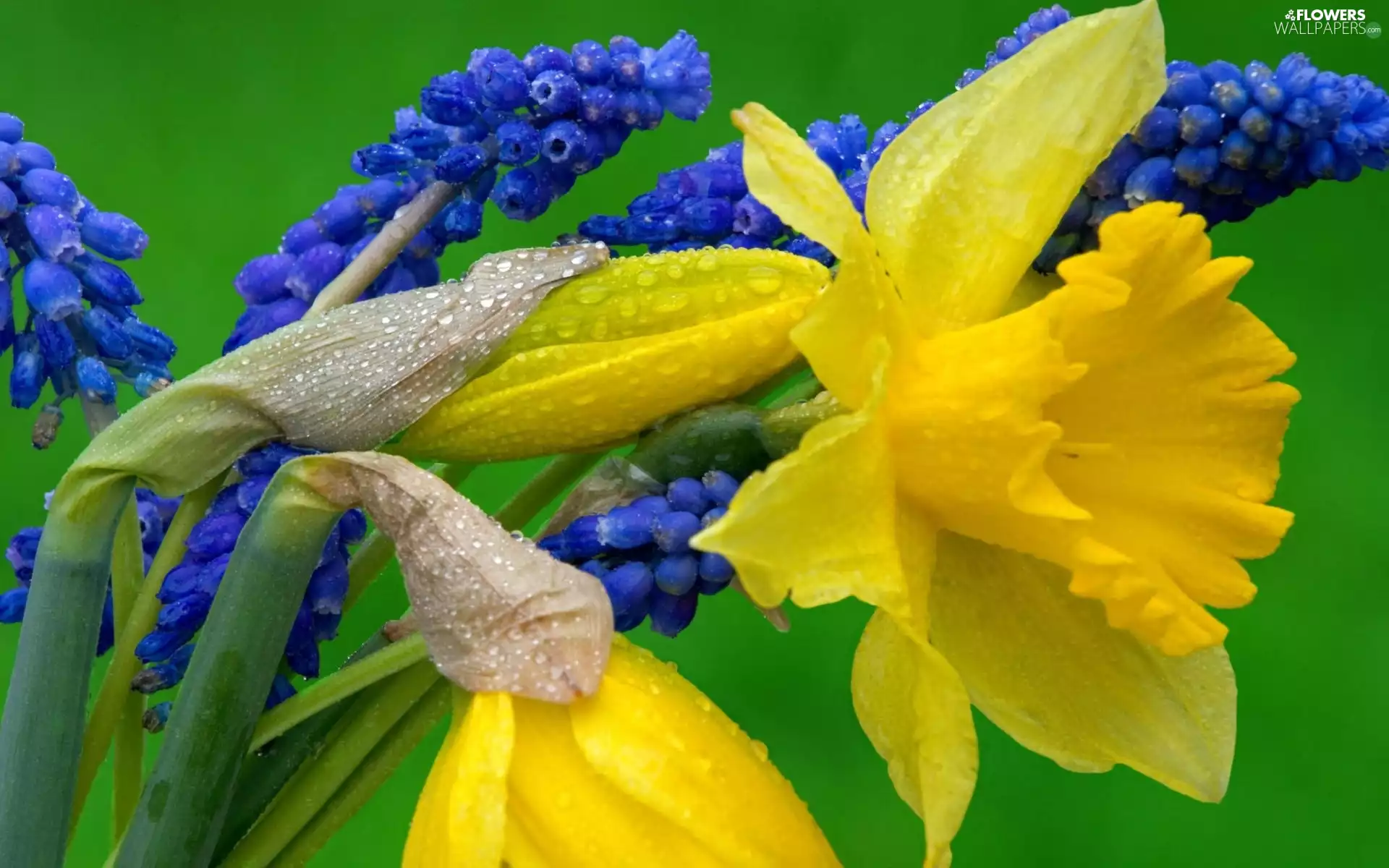 Daffodils