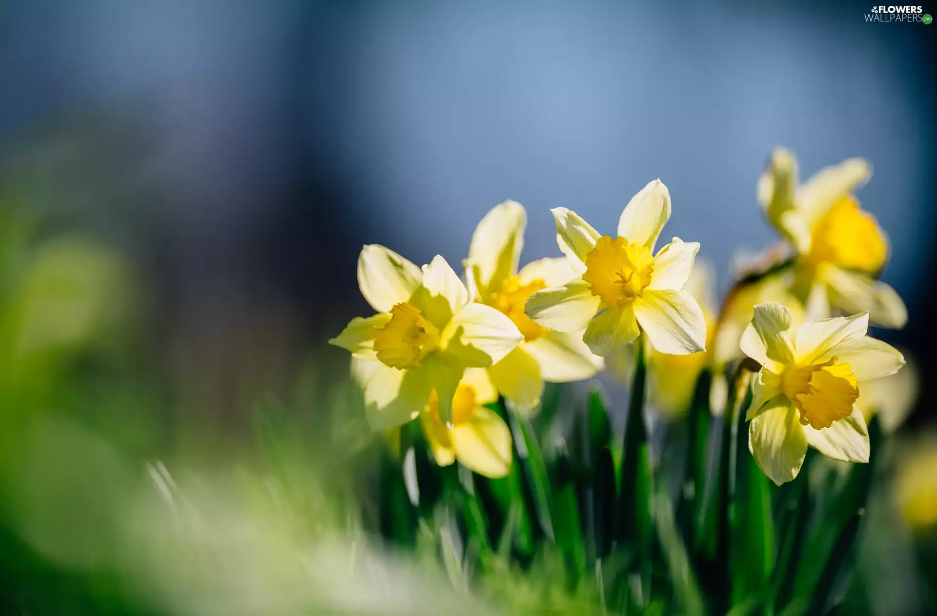 Daffodils